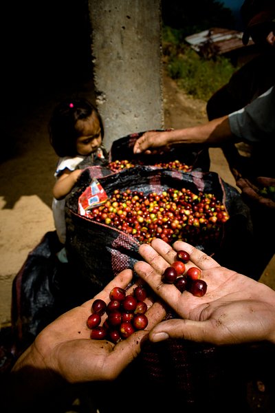 Coffee farming community